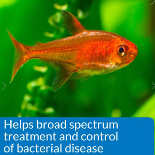 erythromycin for fish