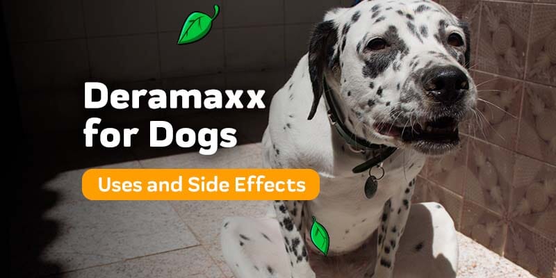 what is deramaxx used for in dogs